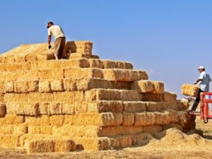 Saman altın oldu, üç inek açlıktan öldü!