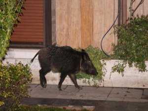 BEBEK'TE YABAN DOMUZU YALININ BAHÇESİNE GİRDİ