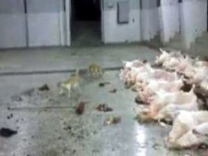 Mezbahaneden tüyleri diken diken eden görüntü