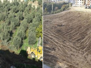 BİR ZEYTİN KATLİAMI DAHA