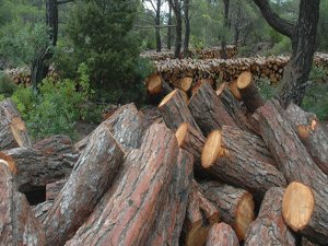 MANİSA’DA 2 MİLYON AĞACIN KESİLMESİNE ONAY ÇIKTI