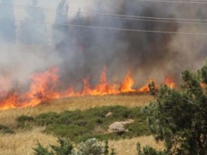 Orman Yangını Genişliyor  CANLI YAYIN