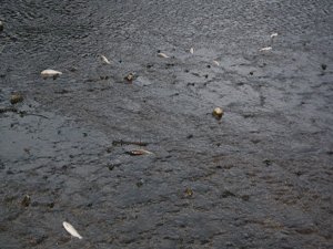 2 AY İÇERİSİNDE 2 KEZ TOPLU BALIK ÖLÜMÜ İSYAN ETTİRDİ