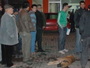 Polisten sokak köpeğine 4 kurşun