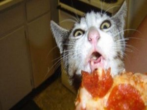 PİZZASINI YİYEN KEDİYİ BOĞMAYA KALKTI