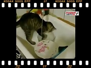 BULAŞIK YIKAYAN KEDİ
