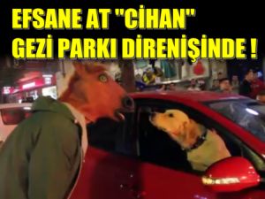 Erdoğanı Sırtından Atan Efsane At Cihan Gezi Parkı Eylemlerinde