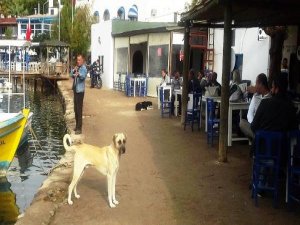 BODRUM'DA 4 KÖPEK DAHA ZEHİRLENDİ
