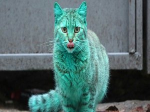 YEŞİL KEDİNİN SIRRI ÇÖZÜLDÜ