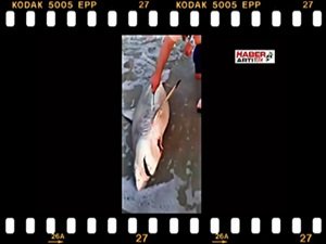 ÖLÜ KÖPEK BALIĞINA SEZERYANLA DOĞUM