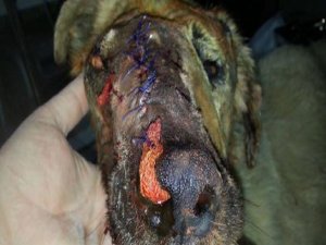 SOKAK KÖPEĞİNE ÇİVİLİ SOPAYLA İŞKENCE
