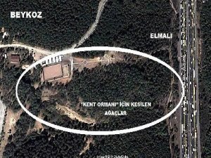 İŞTE BU KADAR AĞACI YOK ETTİLER