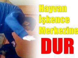 Akaydın Hayvan İşkencesine El Koydu