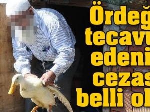 Ördeğe tecavüz edenin cezası belli oldu