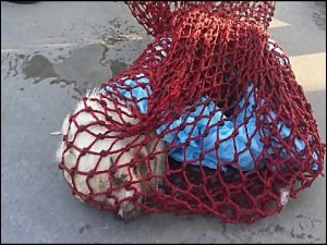 İSTANBUL'DA VAHŞET