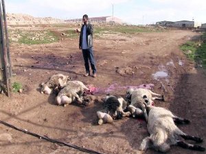 HAYVAN PAZARINDA YÜKSEK GERİLİM DEHŞETİ