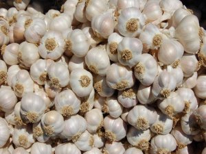 İTALYA'YI SARIMSAK FENA SALLADI