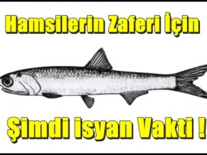 Hamsilerin zaferi için isyan vakti!