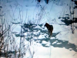 KÖYE İNEN AÇ KURTLAR GÖRÜNTÜLENDİ