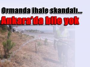 Ormanda ihale skandalı... Ankara’da bile yok