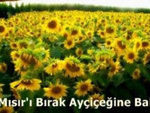 Mısır'ı bırak Başbakan, ayçiçeğine bak