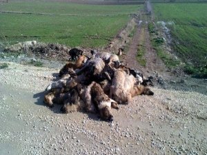 BURSA'DA SOKAK KÖPEKLERİ KATLİAMI