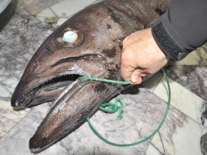 DATÇA'DA CANAVAR BALIK YAKALANDI