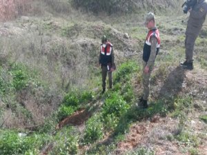 ÇADIRKENT TECAVÜZÜ ARKASINDAN DRAM ÇIKTI