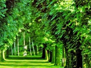 "Kaç ağaç kesildi?"