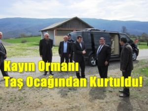 Kayın ormanı kaldırım taşından kurtuldu!