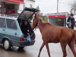 FOTOĞRAFTAKİ HAYVANI BULUNUZ ?