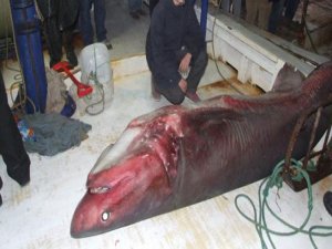 MEZGİT AVINA GİTTİ DEV KÖPEK BALIĞI YAKALADI