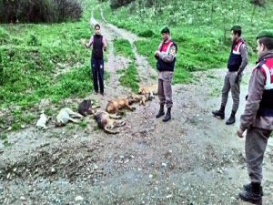 BUNU YAPAN İNSAN OLAMAZ