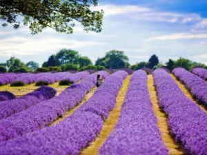 Isparta’da lavanta devrimi!