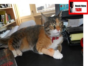 NİSAN'DA KAR VE İTİRAF