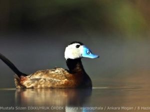 Dikkuyruk ve Bahri’nin başına uçak indirecekler!