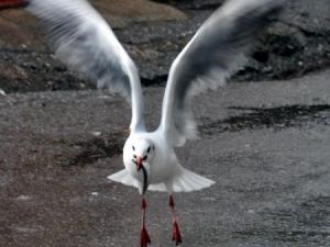 Martıların Balık Kapma Savaşı