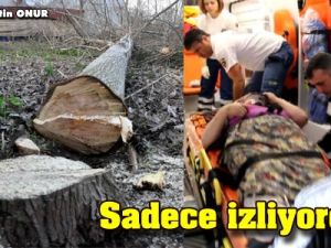 Kestirdiği kavak ağacı üzerine devrildi!