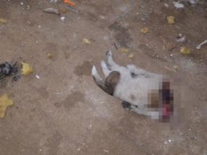 Sinop'ta 3 köpeği boğazlarını keserek öldürdüler