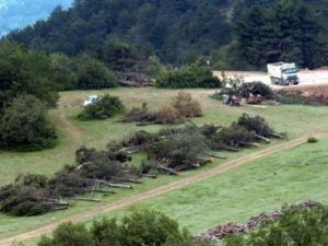 Ağaç Katliamı Devam Ediyor..!