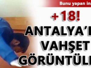 Bu vahşet Antalya'da yaşandı!