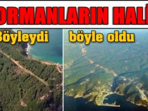 3. Köprü Kurbanı Ormanın Hava Görüntüleri