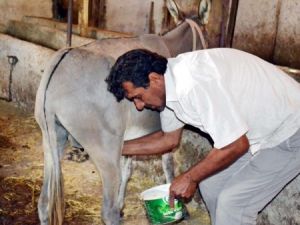 'Eşek Sütü Haram'