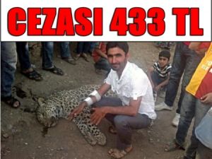 Leoparın Yuvası Önünde Mermi Kovanı