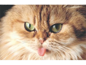 ''KEDİ BESLEMEK ŞİZOFREN EDİYOR''