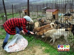 Hayvan Barınağın da Korkunç İddia