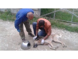 BOLU'DA KÖPEĞE TENCERE İŞKENCESİ