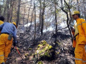 BODRUM'DA ORMAN YANGINI