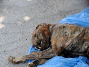 TUNCELİ'DE ÖLMÜŞ ANADOLU PARSI BULUNDU