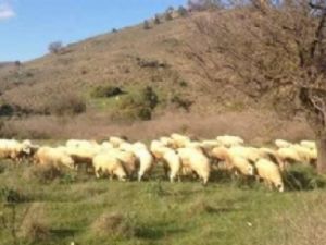 AKP'li Vekilden Koyun Sürüsü Fotoğrafı